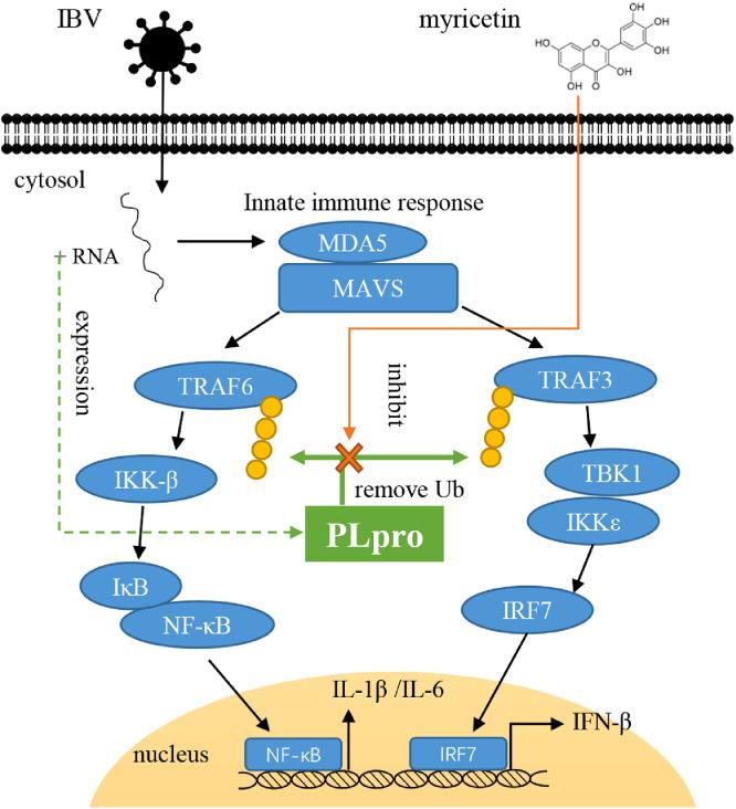 https://cdn.ncbi.nlm.nih.gov/pmc/blobs/0000/8741506/7ba1ca72cbe2/gr8.jpg