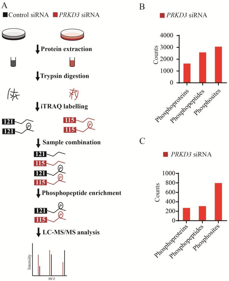 https://cdn.ncbi.nlm.nih.gov/pmc/blobs/000e/5485630/959e294992af/ijbsv13p0748g002.jpg