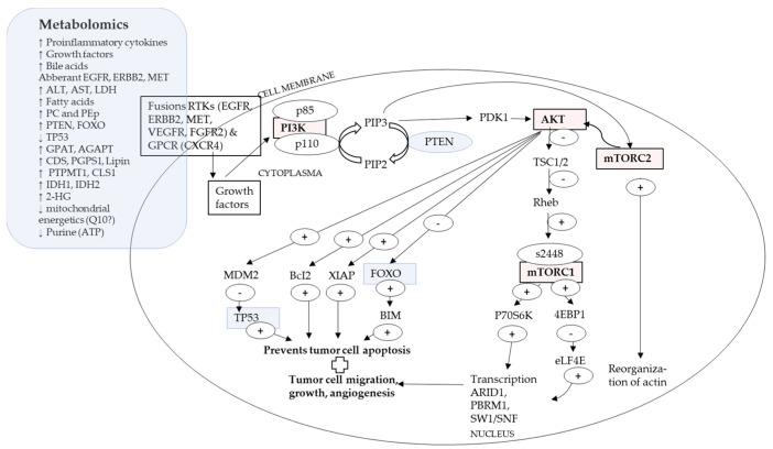 https://cdn.ncbi.nlm.nih.gov/pmc/blobs/0014/9916415/b5ac06b951a3/ijms-24-02409-g002.jpg