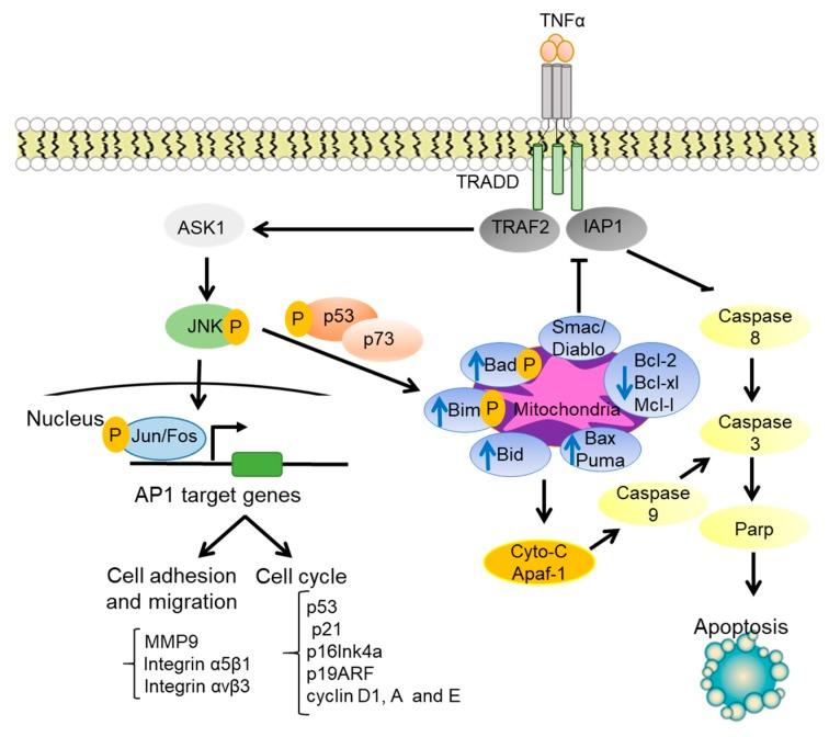 https://cdn.ncbi.nlm.nih.gov/pmc/blobs/0021/7226813/1464cada6d33/cells-09-00857-g002.jpg