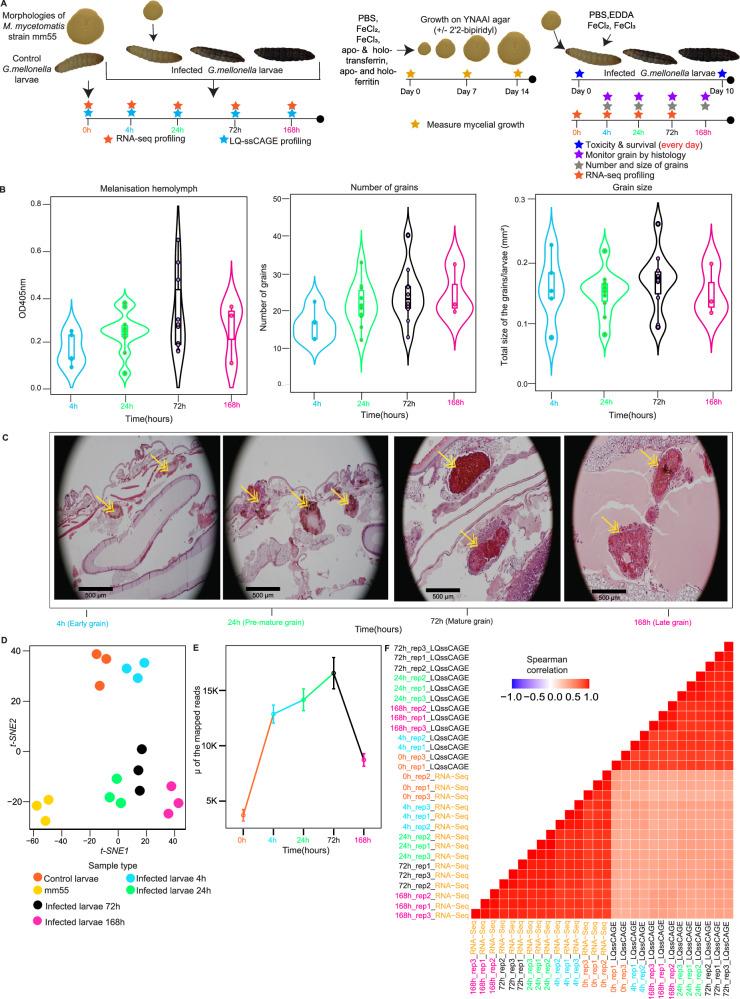 https://cdn.ncbi.nlm.nih.gov/pmc/blobs/0068/12198395/6b6e581b62ee/41467_2025_60875_Fig1_HTML.jpg