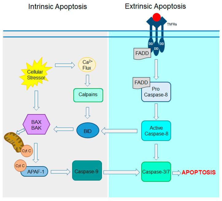 https://cdn.ncbi.nlm.nih.gov/pmc/blobs/0098/11720364/068738ec1ab1/cells-14-00049-g005.jpg