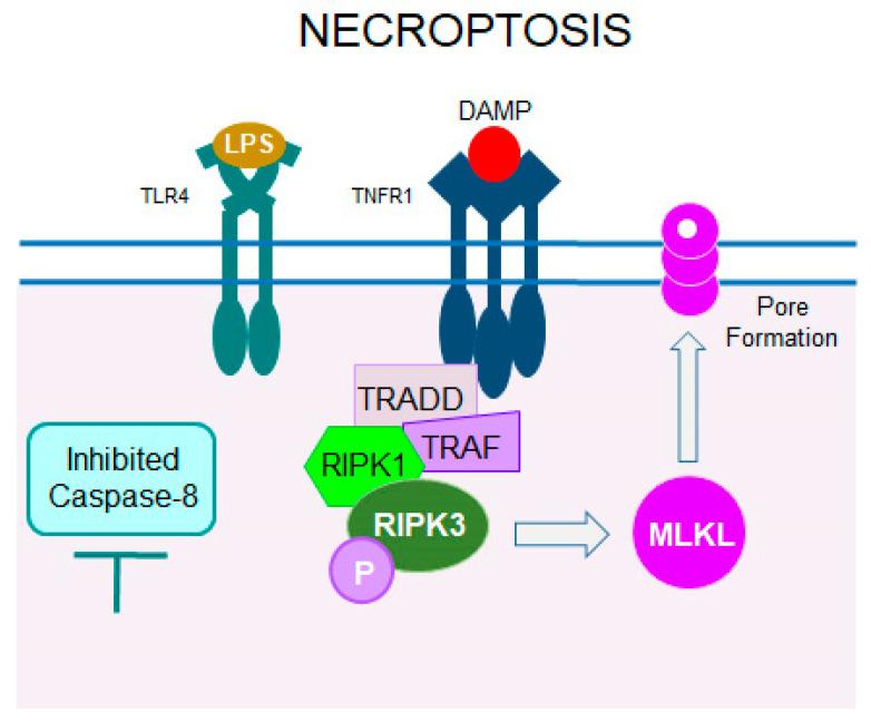 https://cdn.ncbi.nlm.nih.gov/pmc/blobs/0098/11720364/2bee667e9af5/cells-14-00049-g006.jpg