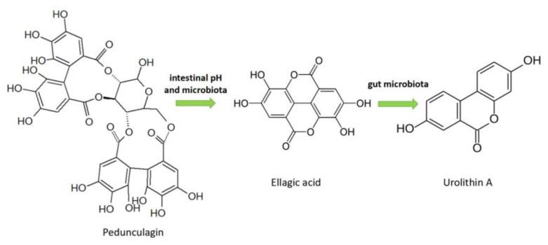 https://cdn.ncbi.nlm.nih.gov/pmc/blobs/00d2/8271923/ed6b9bd124b0/molecules-26-03904-g004.jpg
