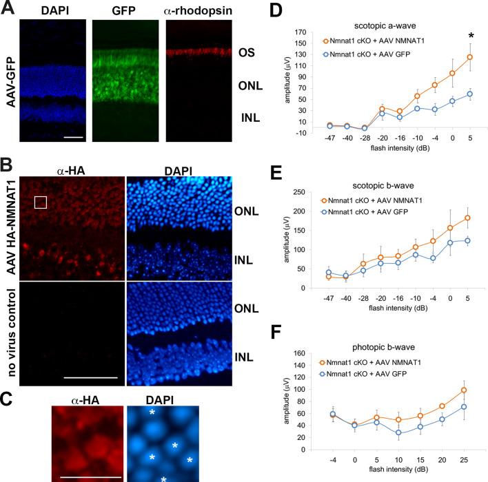 https://cdn.ncbi.nlm.nih.gov/pmc/blobs/00e1/7591247/b8fd08e2a793/elife-62027-fig3-figsupp1.jpg