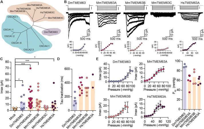 https://cdn.ncbi.nlm.nih.gov/pmc/blobs/0101/6235560/88112c191d6e/elife-41844-fig4.jpg