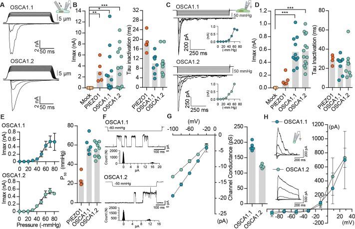 https://cdn.ncbi.nlm.nih.gov/pmc/blobs/0101/6235560/cbd132d11fe1/elife-41844-fig1.jpg