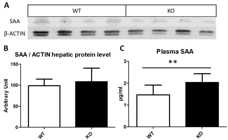 https://cdn.ncbi.nlm.nih.gov/pmc/blobs/0161/8945230/de25e0324e5d/biomedicines-10-00709-g003.jpg