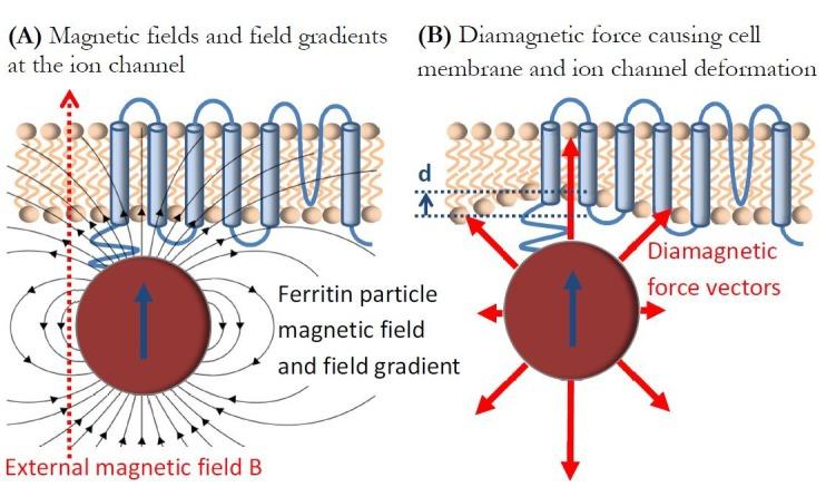 https://cdn.ncbi.nlm.nih.gov/pmc/blobs/0162/6693891/66acabf44e5e/elife-45807-fig4.jpg
