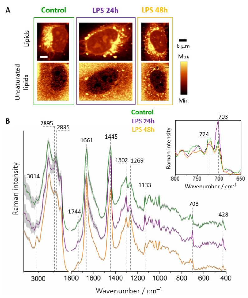 https://cdn.ncbi.nlm.nih.gov/pmc/blobs/01aa/8227392/3c0df586a761/cells-10-01403-g004.jpg