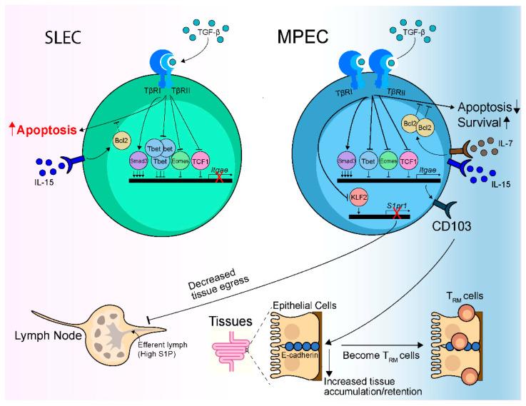 https://cdn.ncbi.nlm.nih.gov/pmc/blobs/01ab/8145941/922a30885ad8/cells-10-00989-g002.jpg