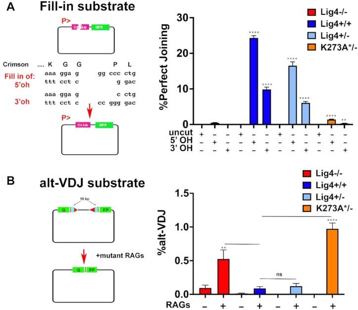https://cdn.ncbi.nlm.nih.gov/pmc/blobs/01ae/9638927/8513052b8375/gkac913fig7.jpg
