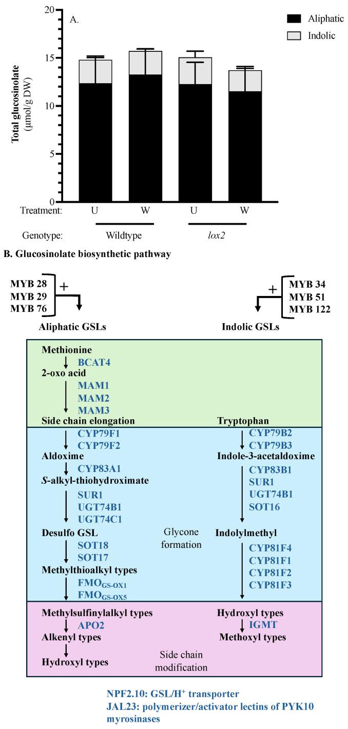 https://cdn.ncbi.nlm.nih.gov/pmc/blobs/01b6/11173247/1266ed9a388e/ijms-25-05898-g007a.jpg
