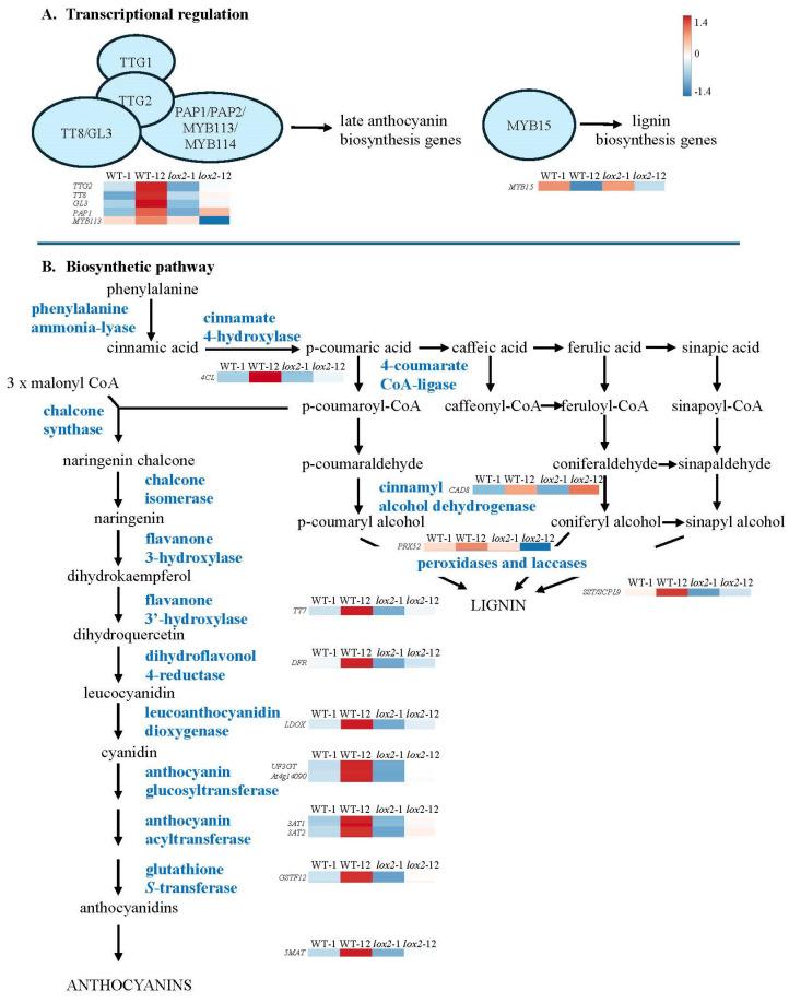 https://cdn.ncbi.nlm.nih.gov/pmc/blobs/01b6/11173247/225c13a6411b/ijms-25-05898-g006.jpg