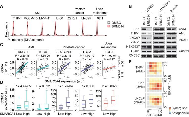 https://cdn.ncbi.nlm.nih.gov/pmc/blobs/01ba/10783513/68724d226c88/gkad1081fig6.jpg