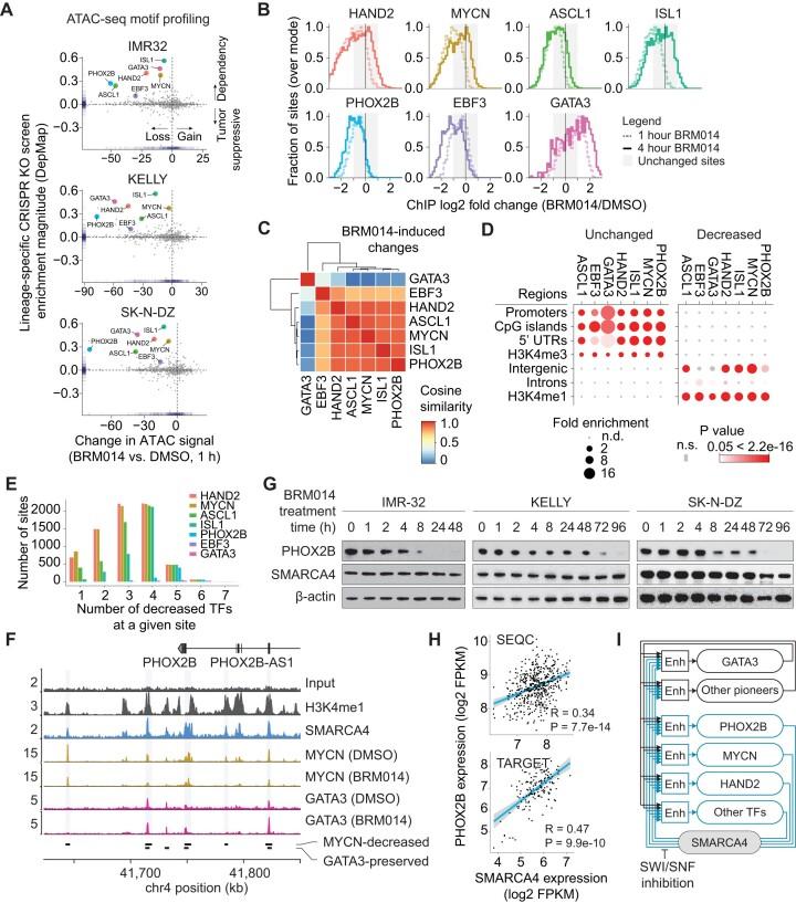 https://cdn.ncbi.nlm.nih.gov/pmc/blobs/01ba/10783513/8840060ebf09/gkad1081fig2.jpg