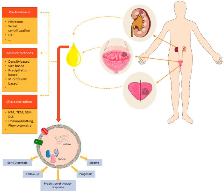 https://cdn.ncbi.nlm.nih.gov/pmc/blobs/01bb/8036842/17a5097c7580/cancers-13-01529-g001.jpg