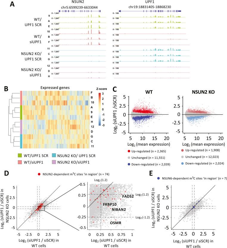 https://cdn.ncbi.nlm.nih.gov/pmc/blobs/01c4/11235314/26fdeb57cdcc/LSA-2024-02613_FigS7.jpg