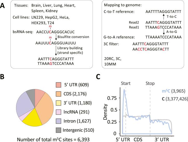 https://cdn.ncbi.nlm.nih.gov/pmc/blobs/01c4/11235314/3ad17281b2e2/LSA-2024-02613_Fig1.jpg
