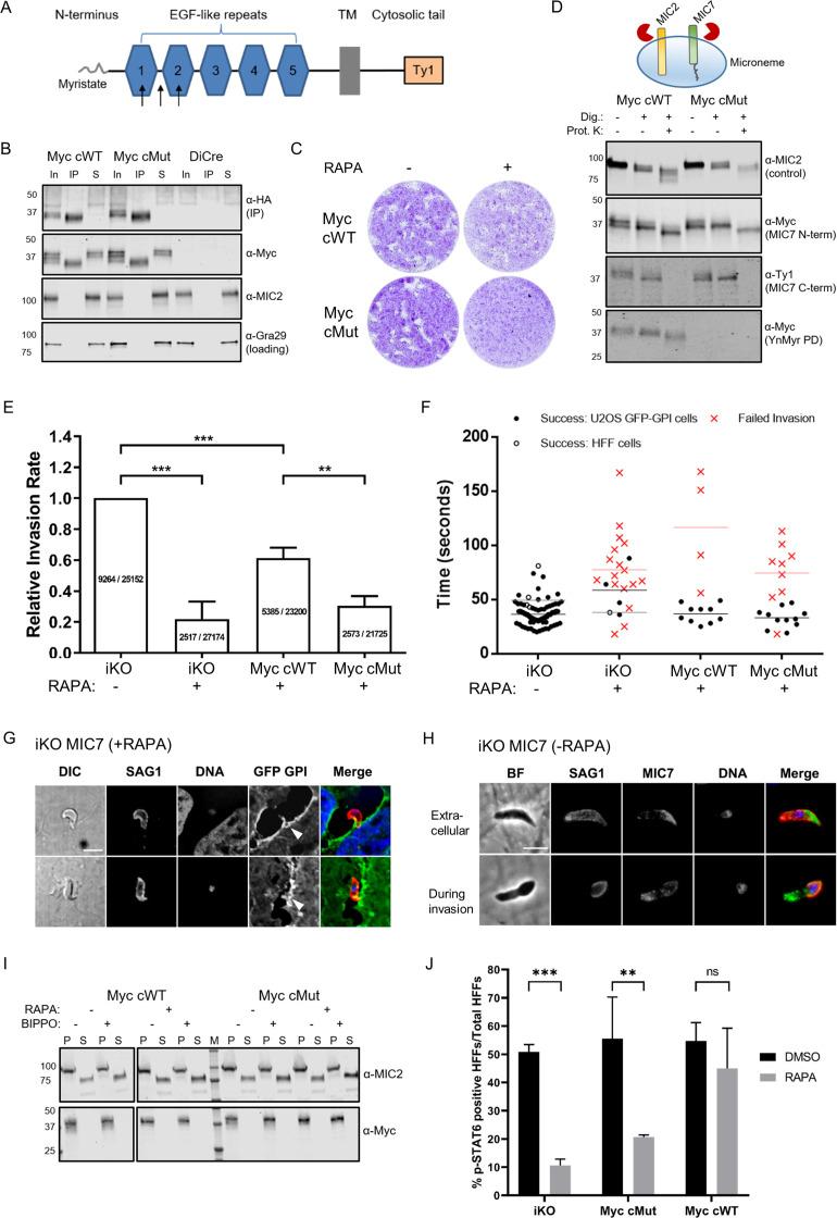 https://cdn.ncbi.nlm.nih.gov/pmc/blobs/01f6/7373427/377252b2ebe4/elife-57861-fig7.jpg