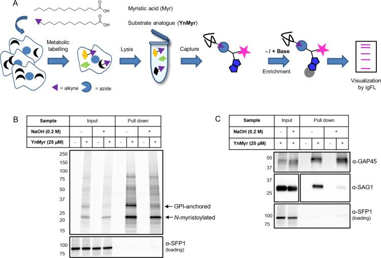 https://cdn.ncbi.nlm.nih.gov/pmc/blobs/01f6/7373427/7d87d3c64c1c/elife-57861-fig1.jpg