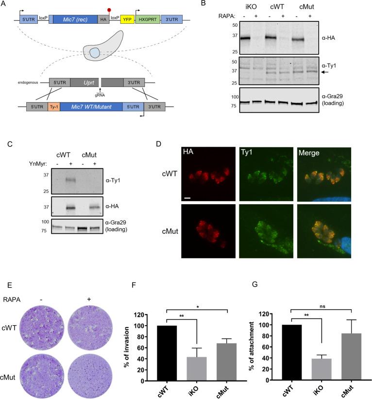 https://cdn.ncbi.nlm.nih.gov/pmc/blobs/01f6/7373427/cbe40e89770e/elife-57861-fig6.jpg