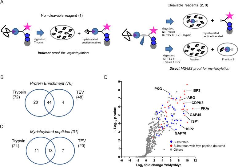 https://cdn.ncbi.nlm.nih.gov/pmc/blobs/01f6/7373427/de341666fcef/elife-57861-fig2.jpg