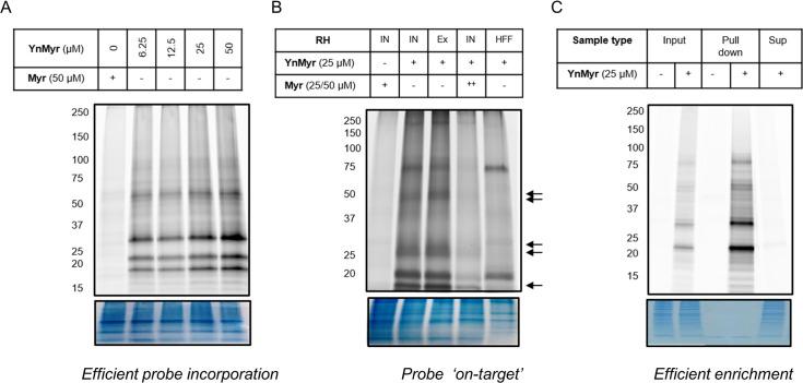 https://cdn.ncbi.nlm.nih.gov/pmc/blobs/01f6/7373427/e0f87fe85379/elife-57861-fig1-figsupp1.jpg