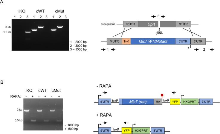 https://cdn.ncbi.nlm.nih.gov/pmc/blobs/01f6/7373427/eb1d850cf311/elife-57861-fig6-figsupp1.jpg