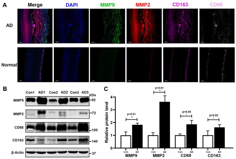 https://cdn.ncbi.nlm.nih.gov/pmc/blobs/021d/9952989/20dbf66c5b64/biomolecules-13-00399-g008.jpg