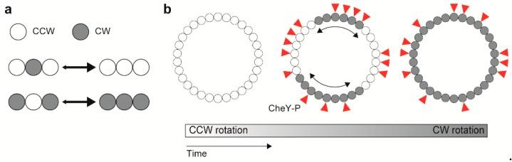 https://cdn.ncbi.nlm.nih.gov/pmc/blobs/0224/6680979/2f1ea78ac606/biomolecules-09-00279-g005.jpg