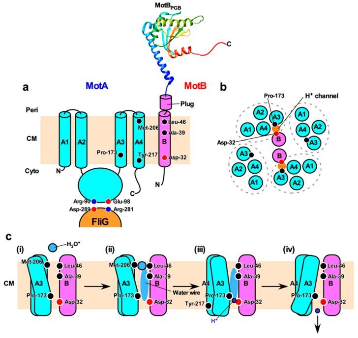 https://cdn.ncbi.nlm.nih.gov/pmc/blobs/0224/6680979/e5bb9cb50131/biomolecules-09-00279-g002.jpg