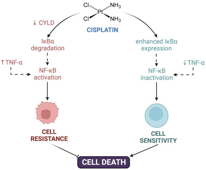 https://cdn.ncbi.nlm.nih.gov/pmc/blobs/0232/9599500/0bed567a24b1/biomolecules-12-01365-g001.jpg