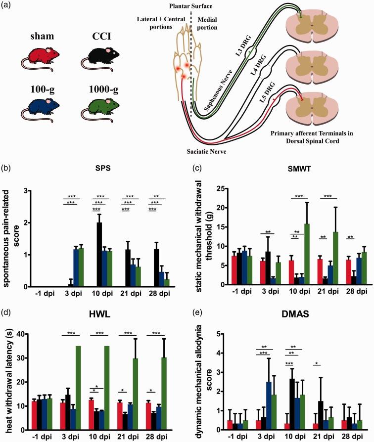https://cdn.ncbi.nlm.nih.gov/pmc/blobs/0235/5521344/613b4750f537/10.1177_1744806916681566-fig1.jpg