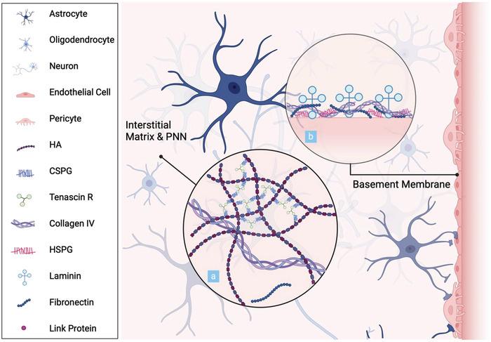 https://cdn.ncbi.nlm.nih.gov/pmc/blobs/0248/11348103/ac26e106cc49/ADVS-11-2403892-g005.jpg
