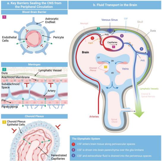 https://cdn.ncbi.nlm.nih.gov/pmc/blobs/0248/11348103/fa31349c43a3/ADVS-11-2403892-g002.jpg
