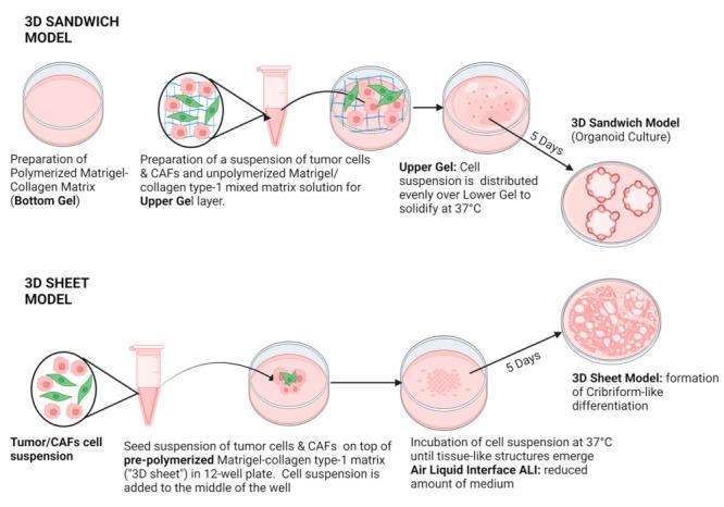 https://cdn.ncbi.nlm.nih.gov/pmc/blobs/0256/10670464/57c335ebac05/cancers-15-05320-g001.jpg