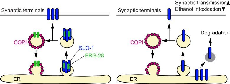 https://cdn.ncbi.nlm.nih.gov/pmc/blobs/025f/5295816/dfed0a636422/elife-24733-fig6-figsupp1.jpg
