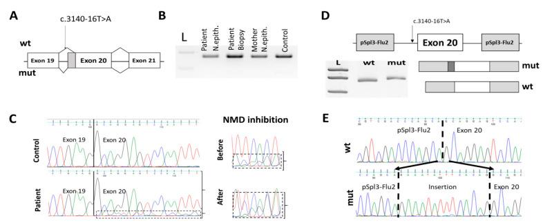 https://cdn.ncbi.nlm.nih.gov/pmc/blobs/029f/8229552/b9e7c9b81a94/genes-12-00837-g005.jpg