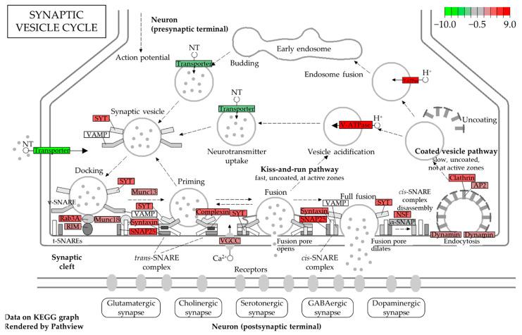 https://cdn.ncbi.nlm.nih.gov/pmc/blobs/02bd/9313121/968faf4c1057/biomedicines-10-01687-g004.jpg