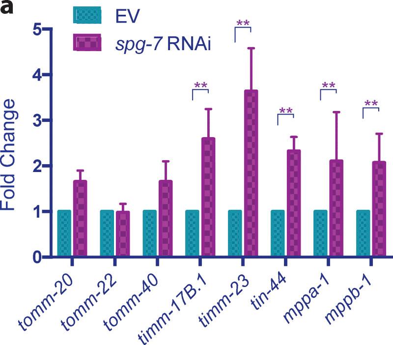 https://cdn.ncbi.nlm.nih.gov/pmc/blobs/02da/9134095/1724ca0f65d1/JCB_202201071_FigS3.jpg