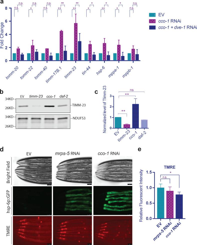 https://cdn.ncbi.nlm.nih.gov/pmc/blobs/02da/9134095/6aecebc563bb/JCB_202201071_Fig4.jpg