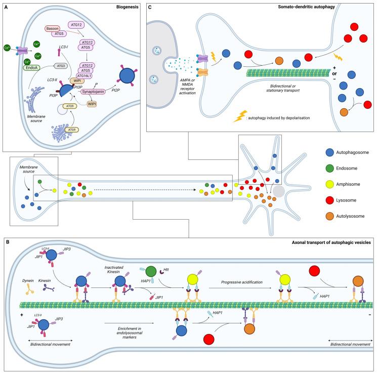 https://cdn.ncbi.nlm.nih.gov/pmc/blobs/02e2/10778363/9eb91e3ec05a/cells-13-00103-g002.jpg