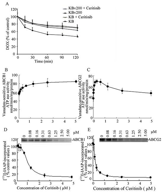 https://cdn.ncbi.nlm.nih.gov/pmc/blobs/02e5/4792582/c1aa5a9862df/oncotarget-06-44643-g005.jpg