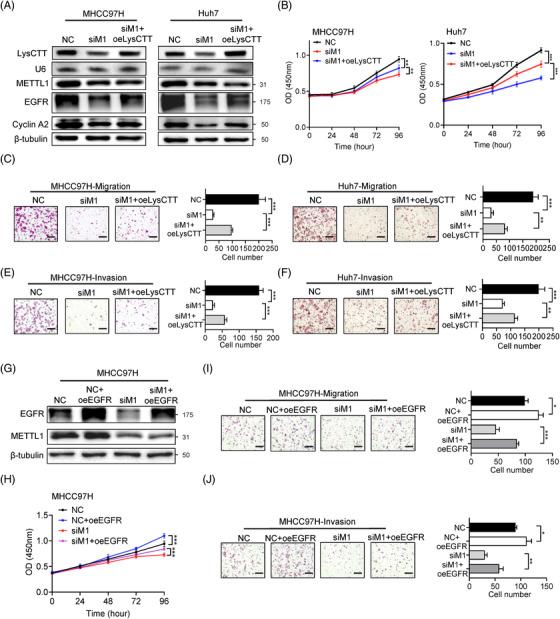 https://cdn.ncbi.nlm.nih.gov/pmc/blobs/02e8/8666584/3392942d8303/CTM2-11-e661-g003.jpg