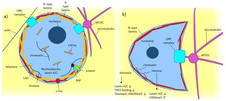 https://cdn.ncbi.nlm.nih.gov/pmc/blobs/02fa/7764147/d5817fc604f9/cancers-12-03688-g001.jpg