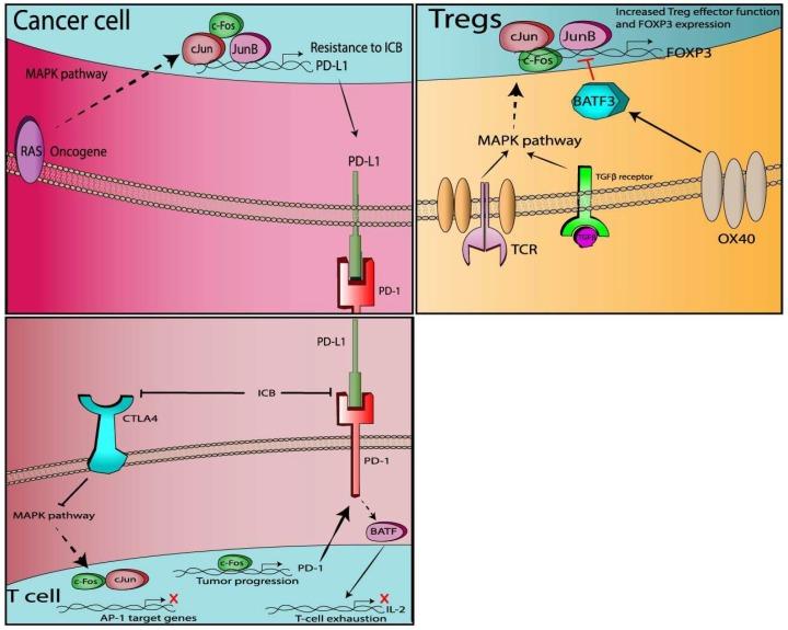 https://cdn.ncbi.nlm.nih.gov/pmc/blobs/0315/6678392/2877a6d97f2e/cancers-11-01037-g002.jpg
