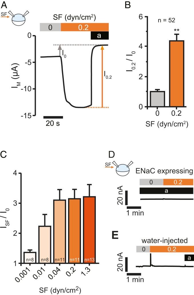 https://cdn.ncbi.nlm.nih.gov/pmc/blobs/0316/6955349/1531981ef054/pnas.1911243117fig01.jpg
