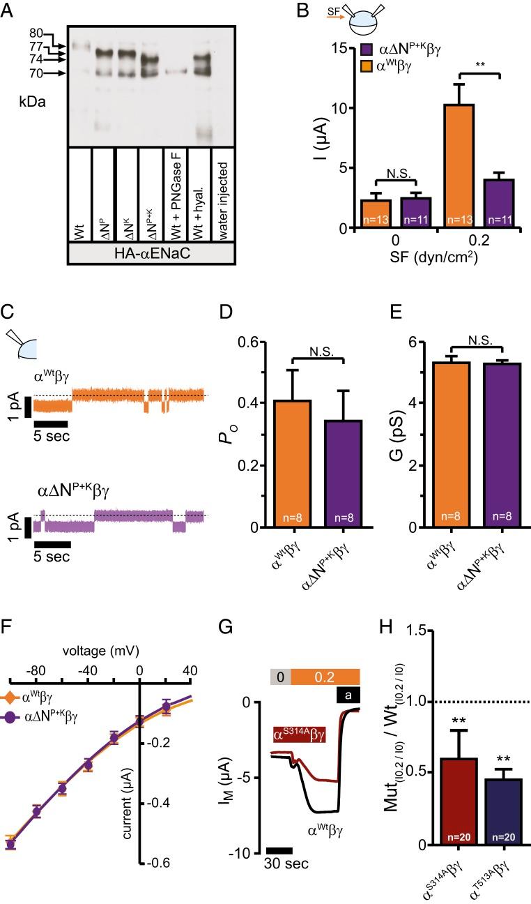 https://cdn.ncbi.nlm.nih.gov/pmc/blobs/0316/6955349/7ecdae81362e/pnas.1911243117fig04.jpg