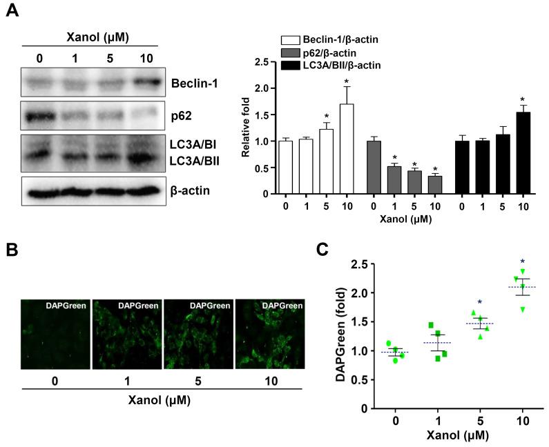 https://cdn.ncbi.nlm.nih.gov/pmc/blobs/034f/10340602/3d716bccba5d/cells-12-01768-g004.jpg
